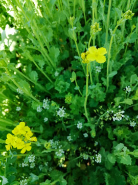 田园里的油菜花