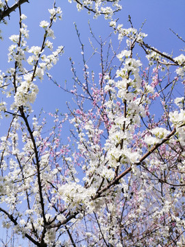 李子花