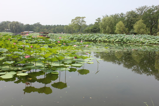 圆明园游湖荷塘美景