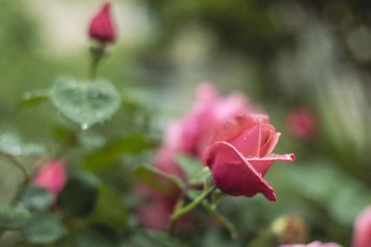 月季花与绿叶