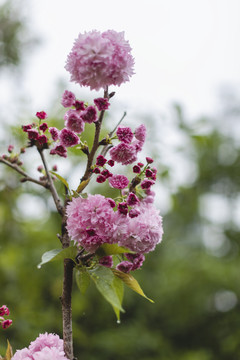 粉色樱花