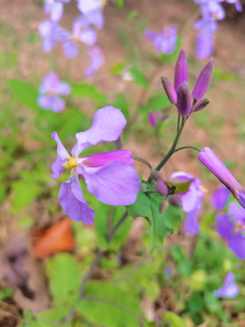 紫花地丁