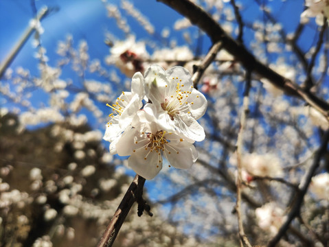 绽放的桃花