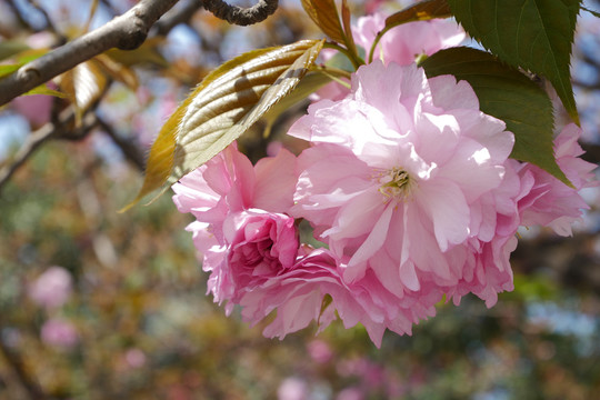 樱花