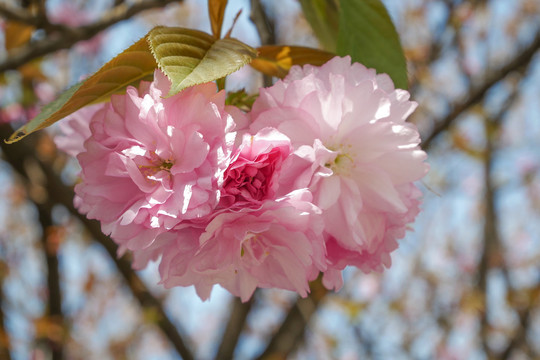 樱花