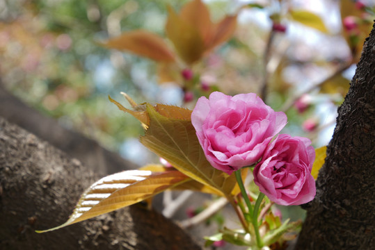 樱花