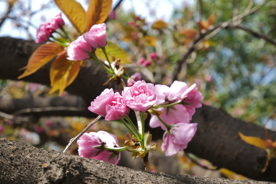 樱花