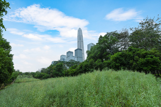 公园里眺望深圳平安金融中心大厦