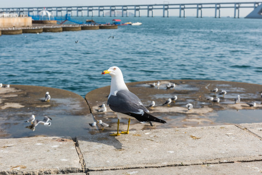 海鸥