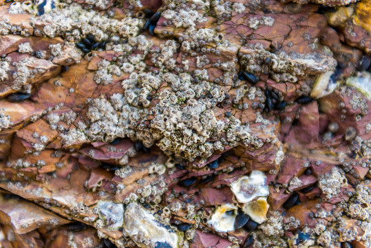 岩石上的海螺壳