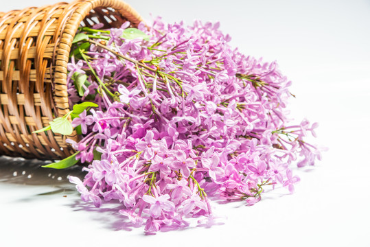 丁香花