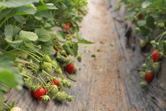 草莓园有机农作物