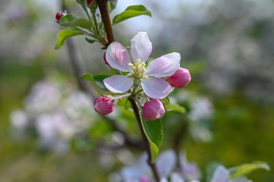 苹果花