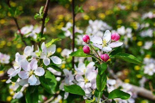 苹果花特写