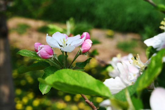 百花争艳