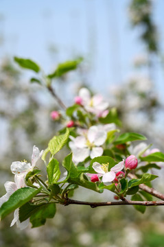 苹果花蕊竖图