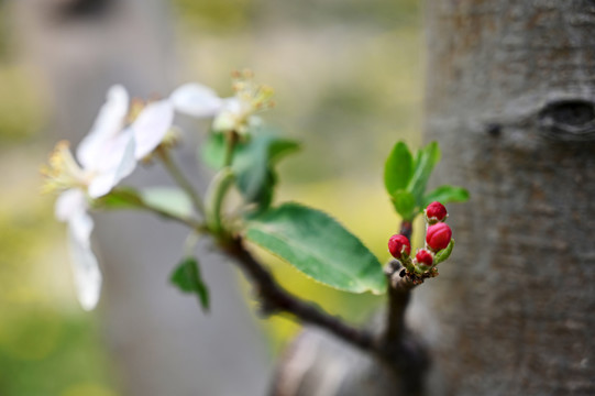 诗意苹果花