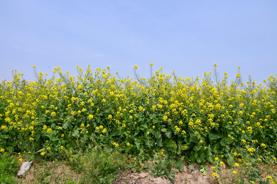 路边油菜花