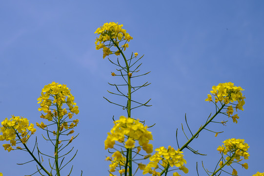 油菜花特写