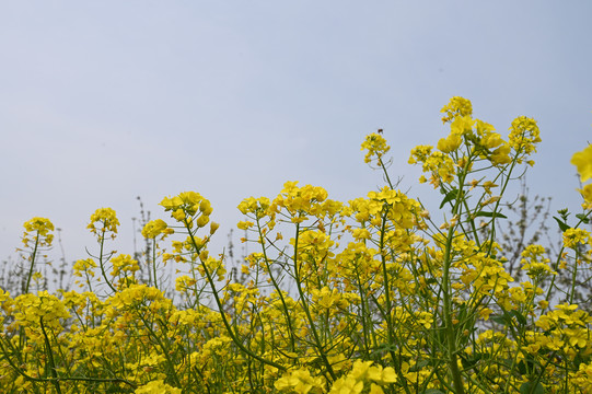 油菜花