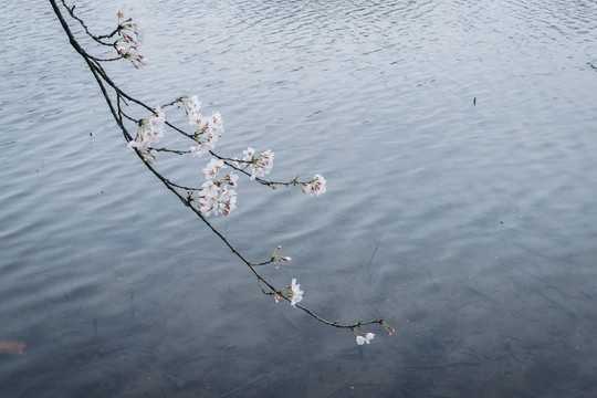 杭州西湖曲院风荷阴天樱花