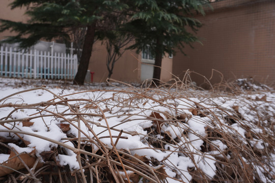 雪