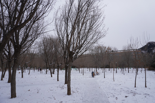 雪地树林