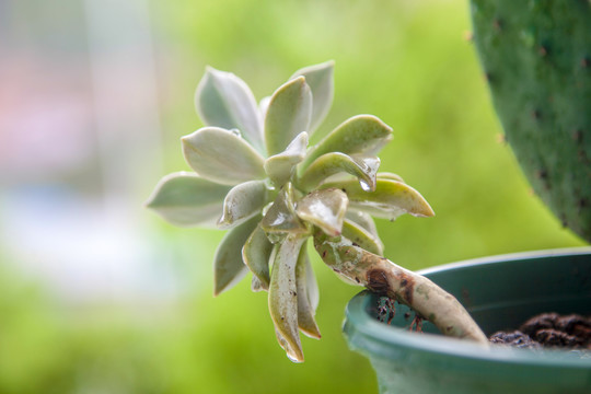 冬美人多肉植物