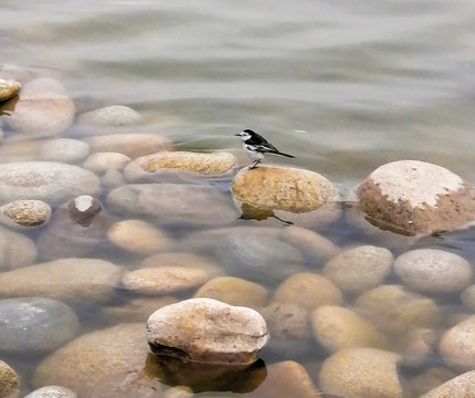 湖中小鸟