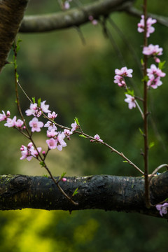 桃花