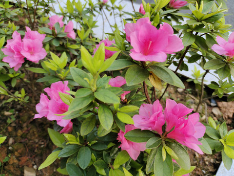 杜鹃花