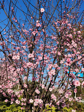 桃花树