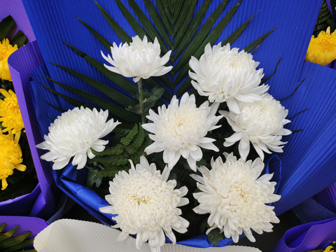 白菊花