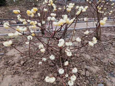 结香花