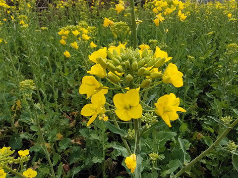 油菜花