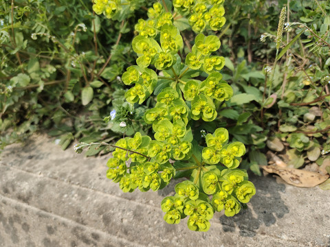 泽漆
