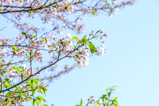 日本樱花