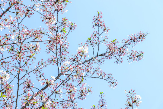 日本樱花