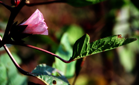 玫瑰茄花