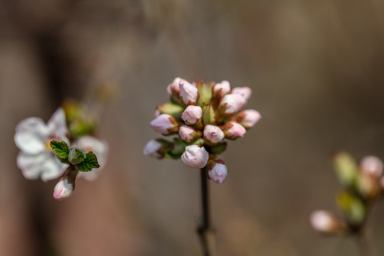 初春嫩芽花苞