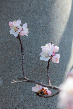 春天色粉的花