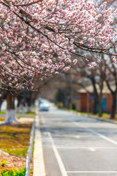 春天粉色花卉背景