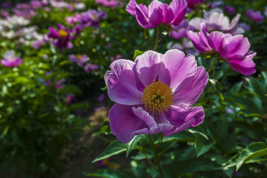 芍药花