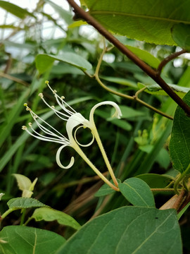 花草树木