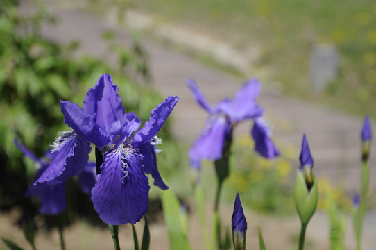 鸢尾花