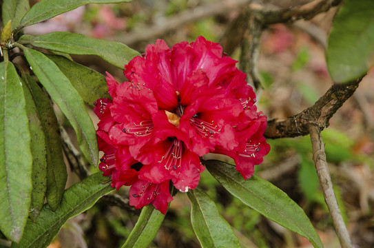 杜鹃花映山红红杜鹃