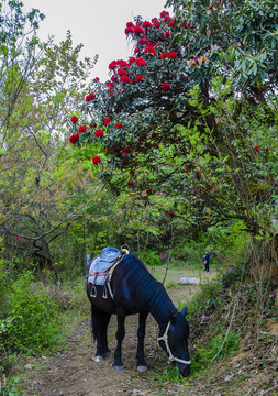 红杜鹃树下一匹马