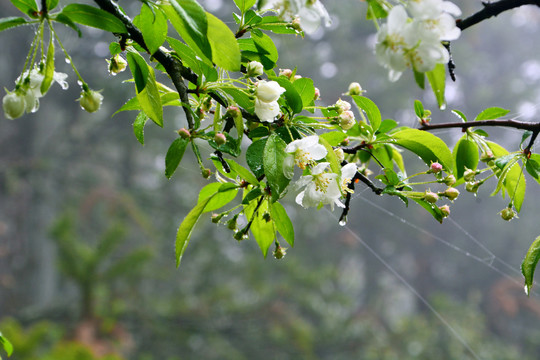 山荆子花