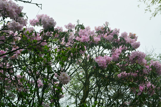 高山云锦杜鹃花