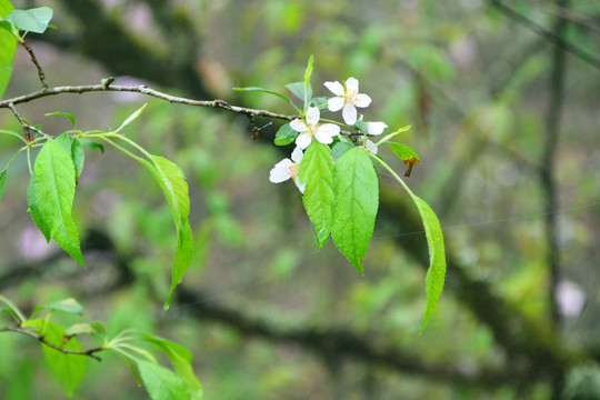 山荆子花